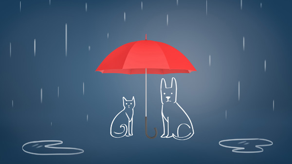 Assurance animaux (chien, chat) : que savoir sur cette couverture ?