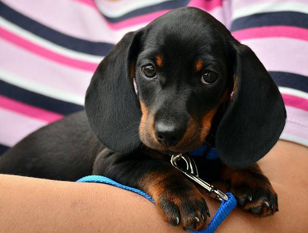 Quelle est la meilleure assurance pour chien ?